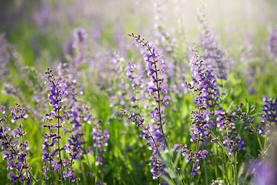 Groei & Bloei Aalten houdt lezing over Salvia’s en prairieplanten
