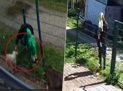 Camera betrapt vader en kind die lammetje drinkyoghurt geven: kinderboerderij is alle incidenten beu