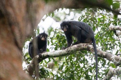 Glanzende vacht, lange krulstaart en feloranje bek: nieuwe apensoort ontdekt in Congo
