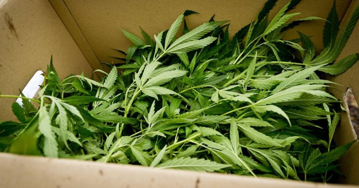 32-jarige Wietkweker in Maurik gepakt