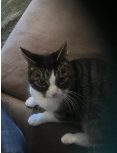 Heb jij Pip, Jansse of Saartje gezien? Deze 10 huisdieren worden in Ede vermist