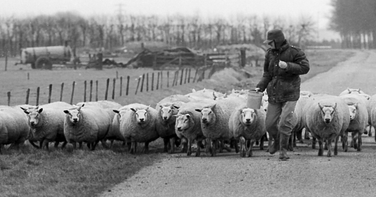 Lezing over 625 jaar dijkengeschiedenis Maas en Waal | Regio | De ...
