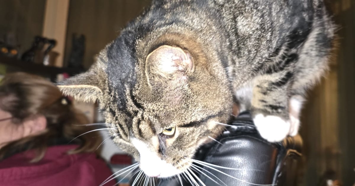 Heb jij Dushi gezien? Dit huisdier wordt in Zevenaar vermist