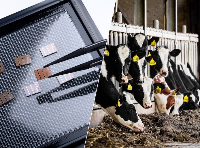 Een doorbraak in het stikstofprobleem? Deze chips bieden boeren hoop ...