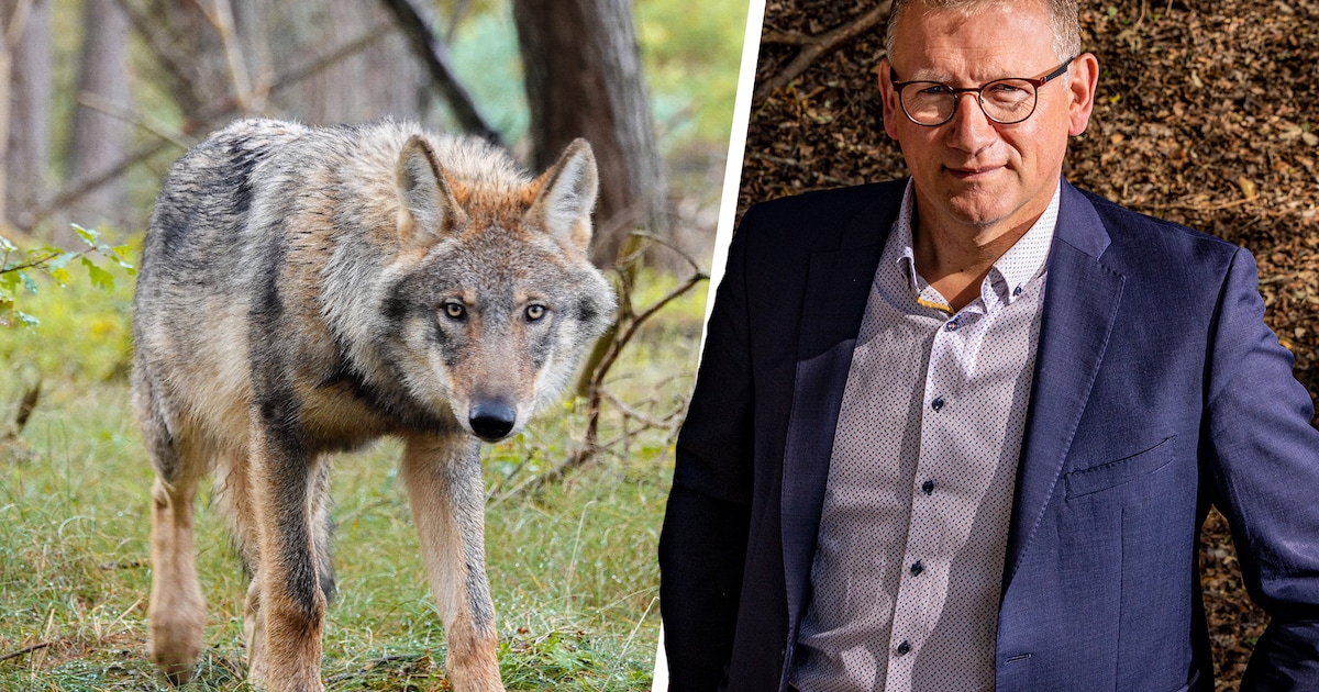 Harold Zoet vraagt ‘Den Haag’ om begrip: ‘Met alleen rasters lossen we problemen met de wolf niet op