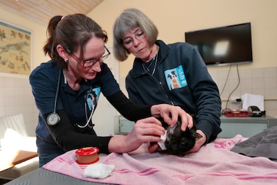 Kat Bambi met luchtbuks door oog geschoten: 'In 20 jaar als dierenarts nooit zoiets gezien'