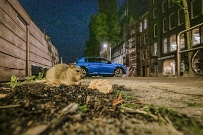 Dierenpolitie onderzoekt raadsel dode ratten bij muurschildering Amsterdam