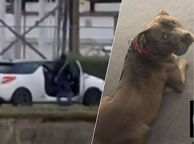 Hond Sparrow loopt voor auto van eigen baasjes, die daarna expres gaspedaal intrappen