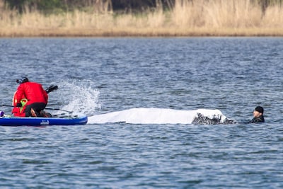 Duitse minister noemt nieuw reddingsplan voor bultrug Timmy risicovol: ‘Het is de dag des oordeels’