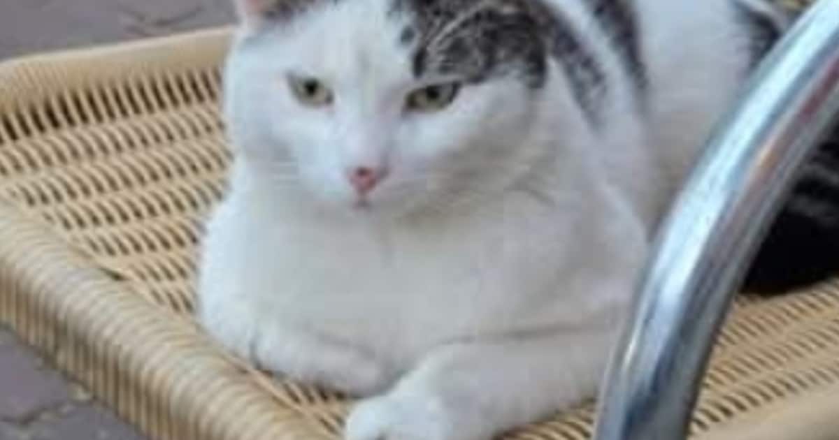 Heb jij Coco gezien? Dit huisdier wordt in Berg en Dal vermist