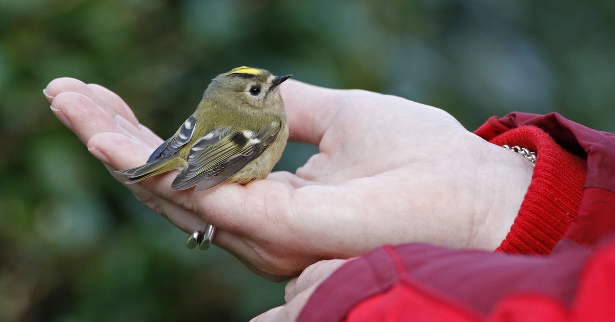 Vogeltje gevonden in Doetinchem? Dit moet je wel (en niet) doen volgens Vogelbescherming