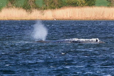 Opnieuw reddingspoging bultrug Timmy: schip wil hem naar diepe wateren brengen
