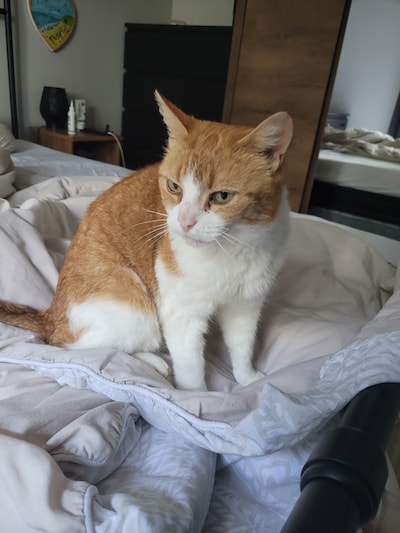 Heb jij Wies, Niylah of Mopper gezien? Deze vier huisdieren worden in Renkum vermist
