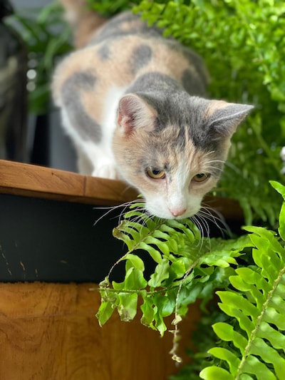 Heb jij Suki gezien? Dit huisdier wordt in Druten vermist