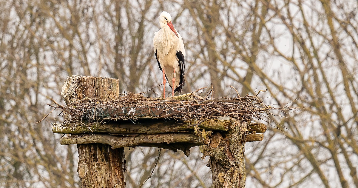 Gaat ons paartje ooievaars ons na vijftien jaar verlaten?