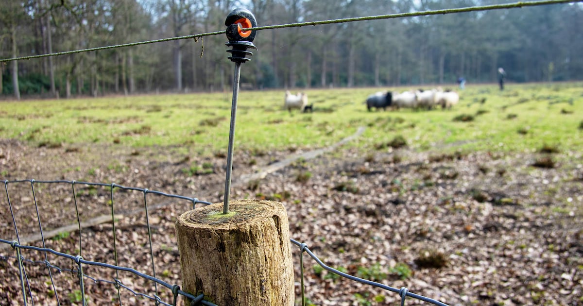 Schaap van hobbyveehouder doodgebeten: ‘De wolf hoort hier net zo thuis als wij mensen’