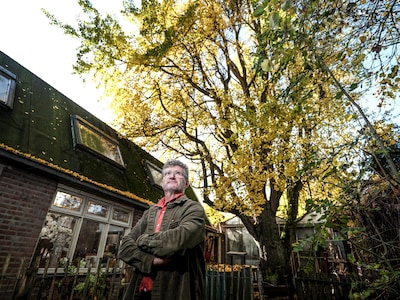 ‘Als die zon erop schijnt, dan zie je pas echt wat een pracht het is’: Bijzondere Ginkgo vereeuwigd