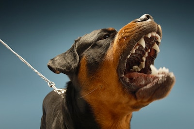 Rottweiler van Nijmeegse (36) ontsnapt en bijt kat van de buren dood in hun huis