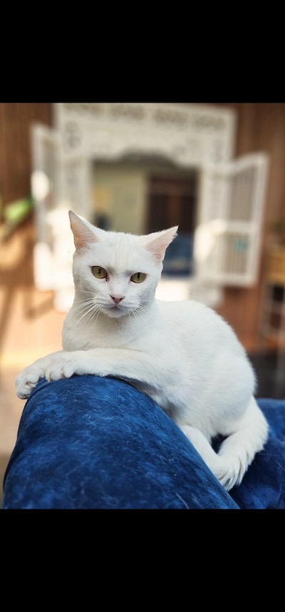 Heb jij Crush, Sammy of Zorro gezien? Deze vier huisdieren worden in Utrechtse Heuvelrug vermist
