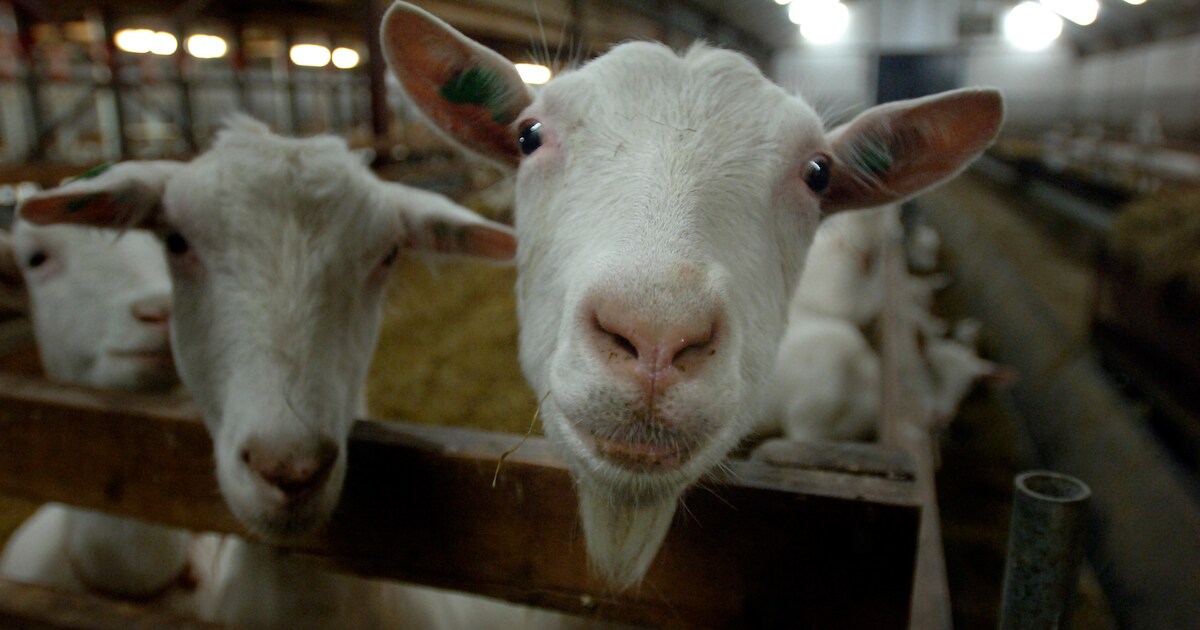 Grote brand in geitenstal in Siebengewald is gedoofd, geen dieren omgekomen