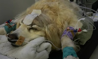 Chatilla vraagt volgers: ‘Geef een bijdrage om mijn doodzieke hond Luna te redden’