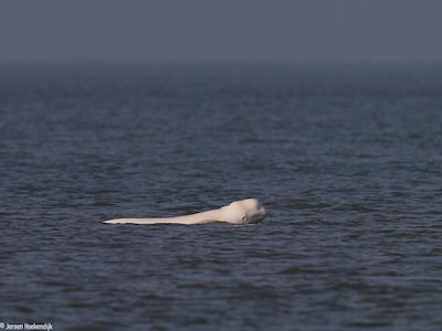 ‘Nederlandse’ beloega blijkt nog steeds in leven: ‘Dat hij zo lang in Noordzee overleeft, is wel opmerkelijk’