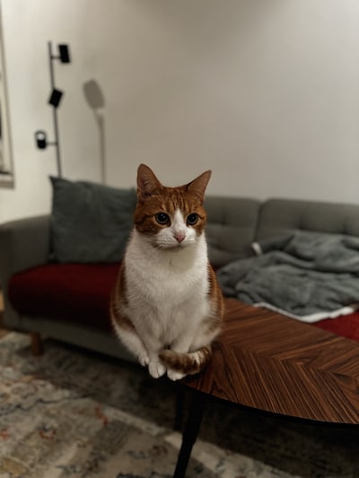 Heb jij Micky, Kiwi of Gonzo gezien? Deze vijf huisdieren worden in Utrechtse Heuvelrug vermist