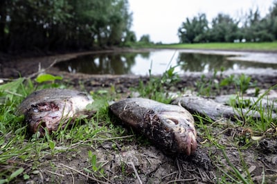 Ondiep water wordt ‘kookpot’ tijdens de zoveelste hittegolf: veel vissen komen deze zomer om