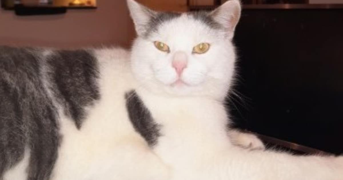 Heb jij Julian gezien? Dit huisdier wordt in Lingewaard vermist