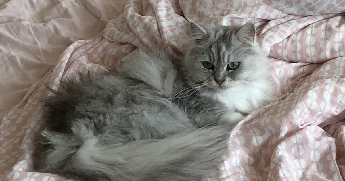 Heb jij Roos of Nèla gezien? Deze twee huisdieren worden in Aalten vermist