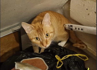 Baasjes dumpen kat in meterkast en gaan 4 weken op vakantie: ‘Hoe kan iemand zo wreed zijn?’
