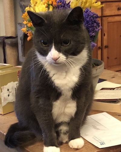 Heb jij Bella, Rebel of Krokkie gezien? Deze vijf huisdieren worden in Buren vermist