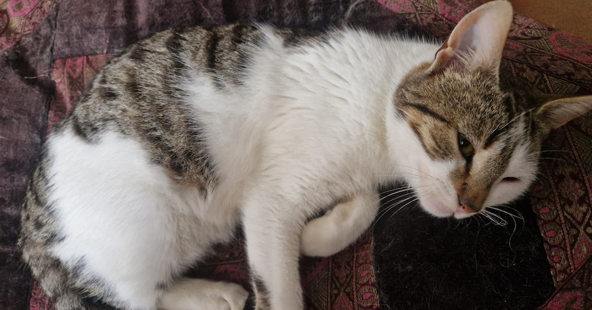 Heb jij Bobbie gezien? Dit huisdier wordt in Berg en Dal vermist