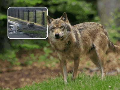 Blunder met wolf in Barendrecht was te voorkomen: ‘We hebben paar keer gevraagd: weten jullie ‘t zeker?’