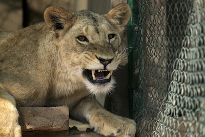 Via hoge muur klimt man in leeuwenverblijf van dierentuin Brazilië: hij moet het met de dood bekopen