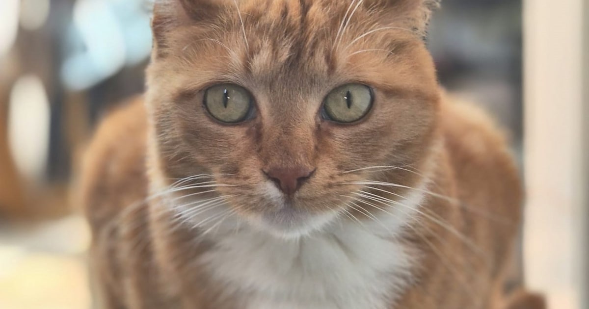 Heb jij Mia gezien? Dit huisdier wordt in Overbetuwe vermist