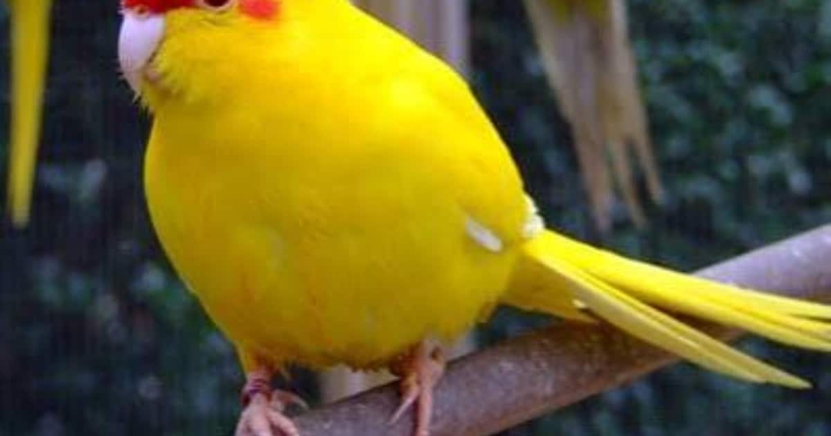 Heb jij Kakariki gezien? Dit huisdier wordt in Oost Gelre vermist
