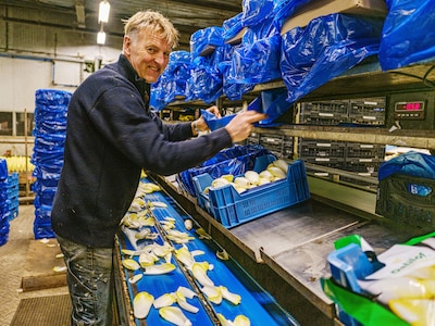 Witlof dreigt vergeten groente te worden: jeugd koopt het niet en telers hebben het lastig