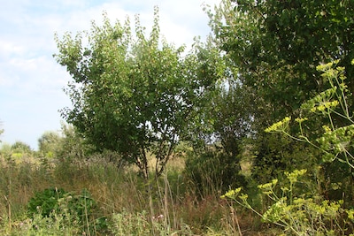 Herboriste geeft eetbare-wildeplantentocht in voedselbos Elst