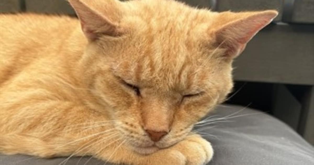 Heb jij Chester gezien? Dit huisdier wordt in Rhenen vermist