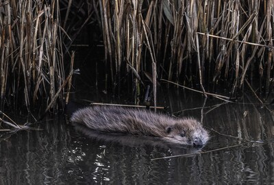 Muskusrattenbeheer Rivierenland richt zich ook op bevers en krijgt nieuwe naam