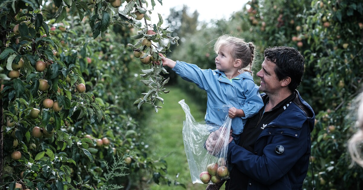Verse appels plukken in de boomgaard van de Stokhorst in Groessen