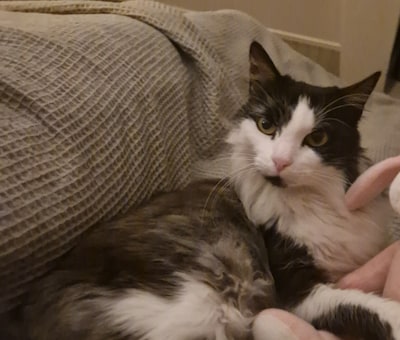 Heb jij Lula gezien? Dit huisdier wordt in Aalten vermist