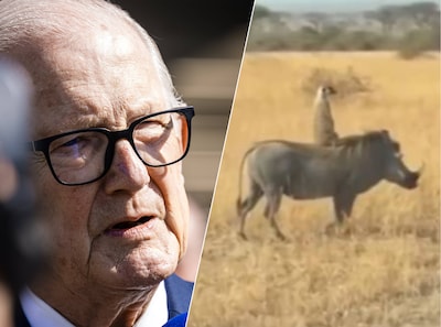 Pieter van Vollenhoven trapt erin, maar ook jongeren herkennen ‘AI-Timon en Pumbaa’ amper