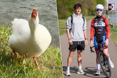 Dit is Freddy, een agressieve gans én een grote internethit: ‘Mijn hartslag schiet omhoog als ik hem zie’