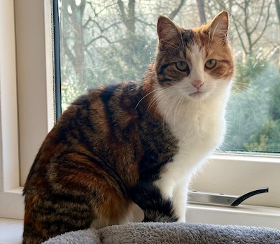 Heb jij Faye, Loes of Max gezien? Deze vier huisdieren worden in Utrechtse Heuvelrug vermist
