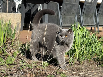 Heb jij Dasher of Vlekkie gezien? Deze twee huisdieren worden in Beuningen vermist