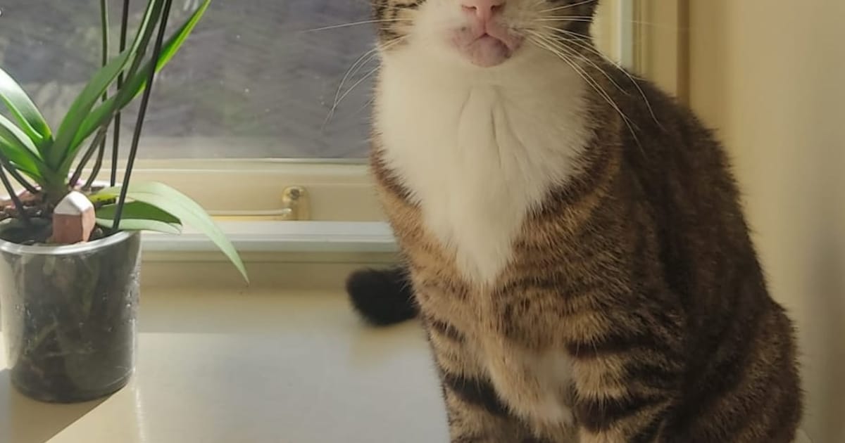 Heb jij Maya gezien? Dit huisdier wordt in Doesburg vermist