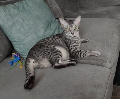 Heb jij Nala of Moet gezien? Deze twee huisdieren worden in Duiven vermist