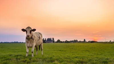 Fair bij boerderijwinkel in Wadenoijen